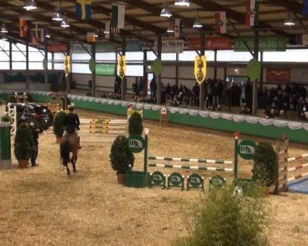 jumper Don Diego (KWPN (Royal Dutch Sporthorse), 2008, from Verdi)