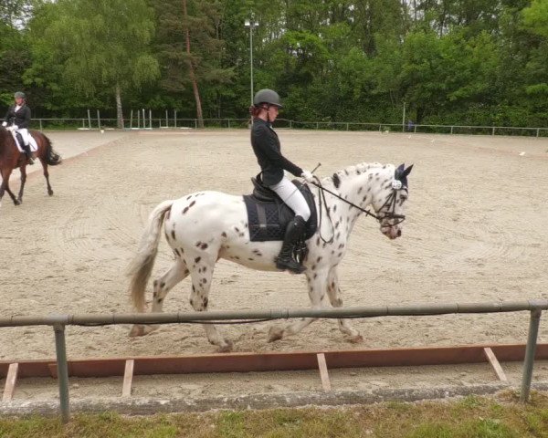 Reitturnier Leingarten 2022