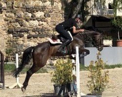 jumper Mayflower PS (Oldenburg show jumper, 2014, from Messenger)