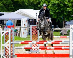 jumper Vino blanco (Oldenburg show jumper, 2015, from Vigaro)