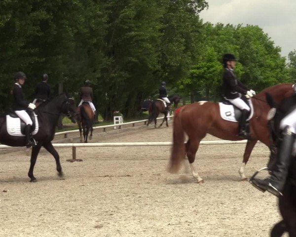 Reitturnier Hamm-Rhynern 2022
