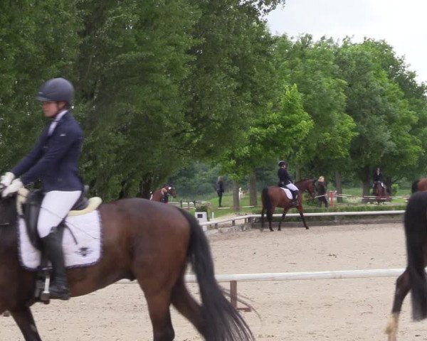 Reitturnier Hamm-Rhynern 2022