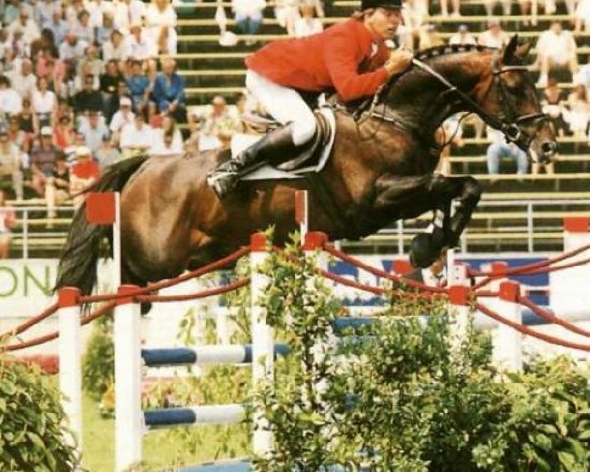 stallion Jabot (KWPN (Royal Dutch Sporthorse), 1987, from Jasper)