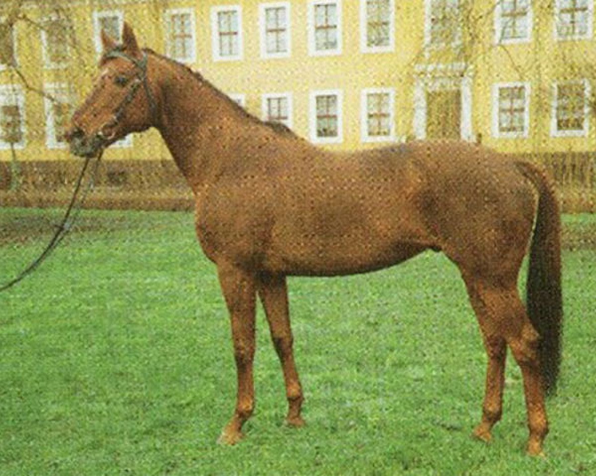 Deckhengst Darß xx 2753 (Englisches Vollblut, 1982, von Gidron xx)