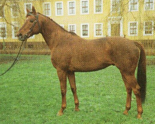 Deckhengst Darß xx 2753 (Englisches Vollblut, 1982, von Gidron xx)