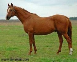 stallion Aprel 2629 (Trakehner, 1974, from Paket)