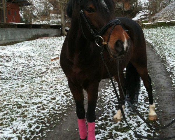 Pferd Voodoo Dancer L (Deutsches Reitpony, 2004, von Vivaldi)