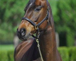 broodmare Santana (Hanoverian, 2004, from Sandro Hit)