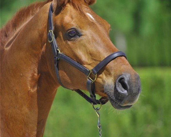 broodmare Werica (Hanoverian, 1998, from Wolkentanz I) broodmare Werica (Hanoverian, 1998, from Wolkentanz I)