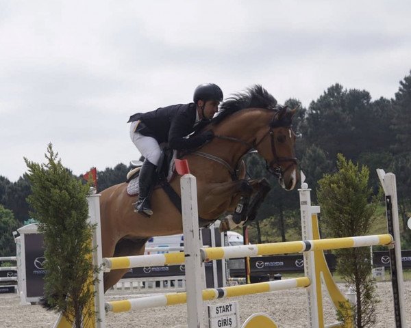 Pferd Cida (KWPN (Niederländisches Warmblut), 2007)