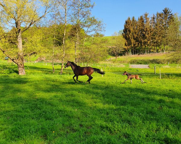 broodmare Fay of Hope (Hanoverian, 2012, from Fineliner 2)