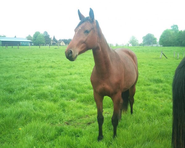horse Sakina Dinard (Westphalian, 2010, from Sergio Rossi) horse Sakina Dinard (Westphalian, 2010, from Sergio Rossi)