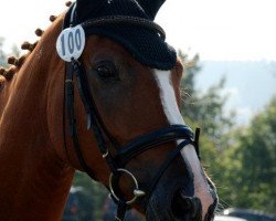 Springpferd Donatus 113 (Deutsches Sportpferd, 2005, von Denekas)