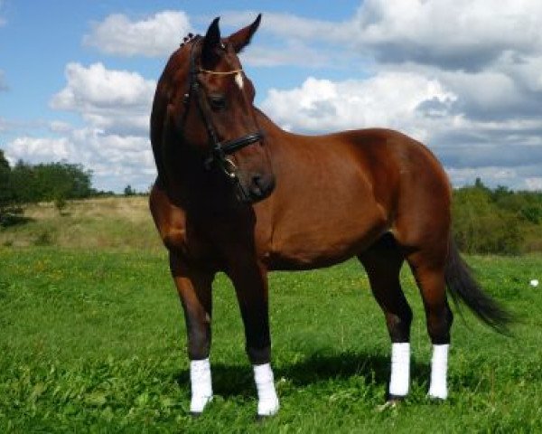 broodmare Inka (Bavarian, 1990, from Rassenstein)