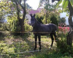 broodmare Kunigunde S (German Warmblood, 2011, from Quality Touch)