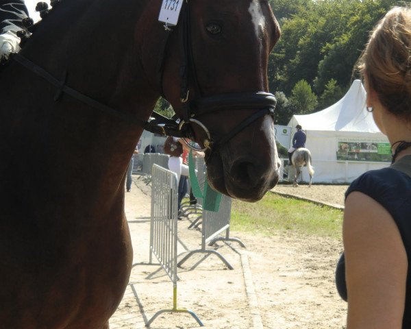 Dressurpferd Ronja 2212 (Rheinländer, 2006, von Riccione)