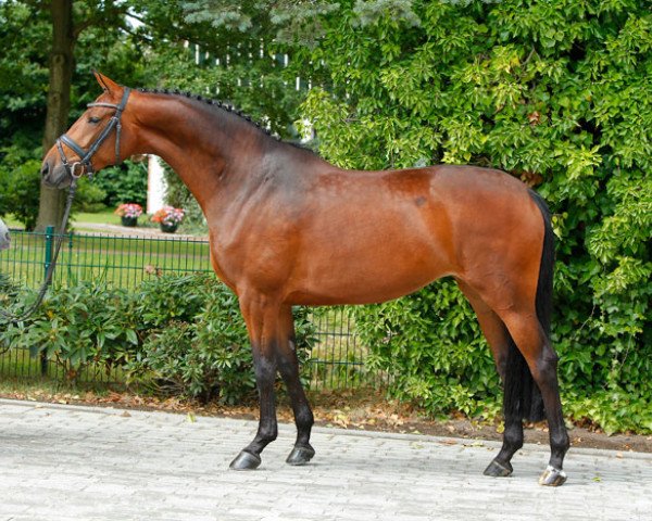 Dressurpferd ZINQ Callas FH (Oldenburger, 2005, von Helenenhof's Carabas)