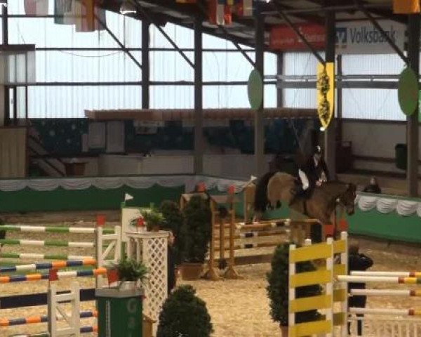 jumper Cashback (KWPN (Royal Dutch Sporthorse), 2007, from Cantos)