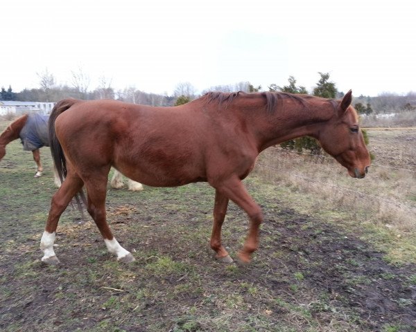 broodmare Waikiki (Saxony-Anhaltiner, 1998, from Wintertraum)