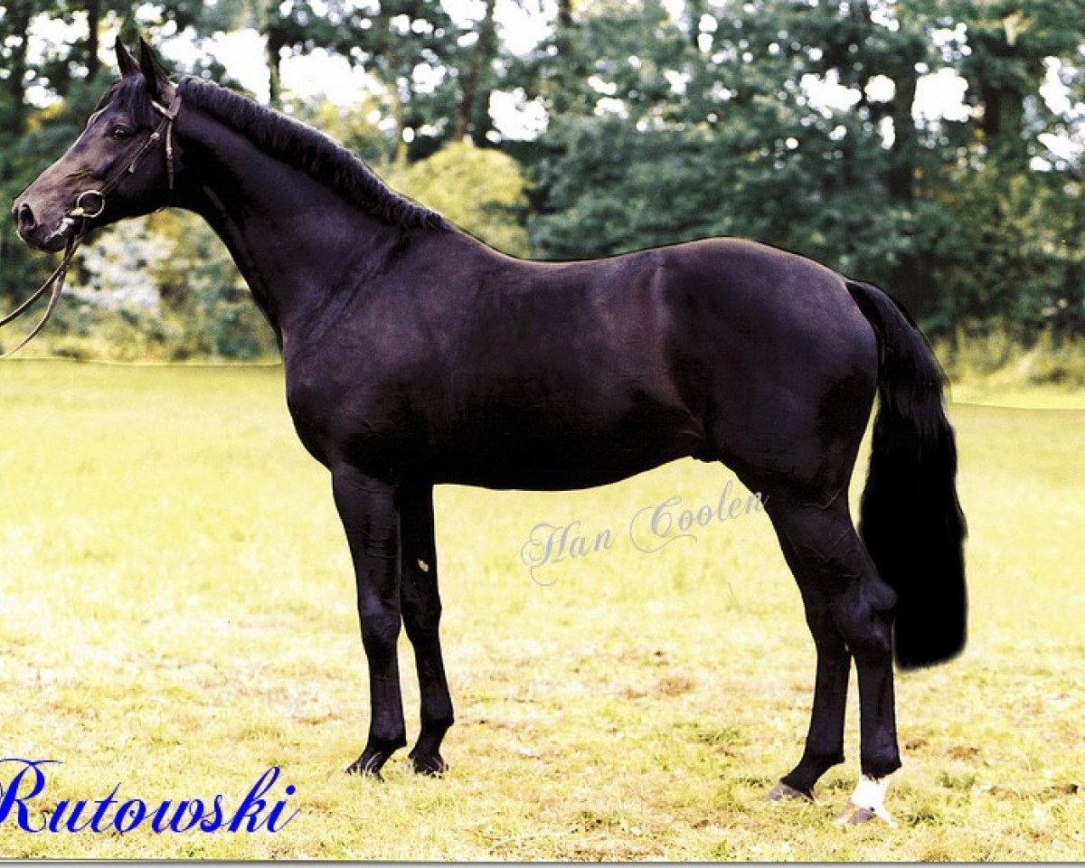 stallion Rutowski (Westphalian, 1995, from Rubinstein I)