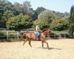 broodmare Donna Cara (German Sport Horse, 2007, from Samba Ole)