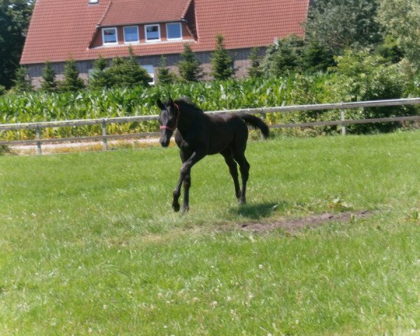 horse Donna Fawola (Oldenburg, 2012, from Lord Laurie)