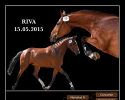broodmare Riva (Swiss Warmblood, 2015, from N'Oubliez Jamais)