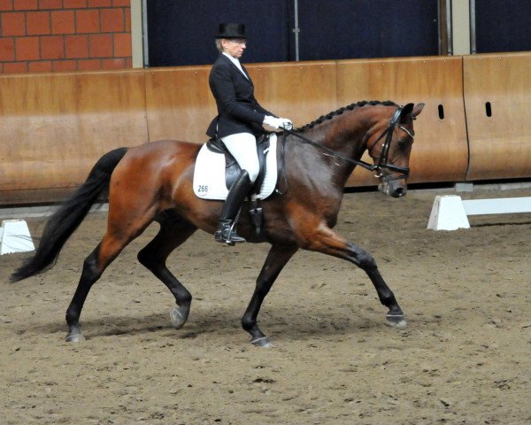dressage horse Lexington 50 (Rhinelander, 2005, from Lord Loxley I)