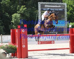 jumper Calva Chiva Z (Zangersheide riding horse, 2010, from Calvaro Z)