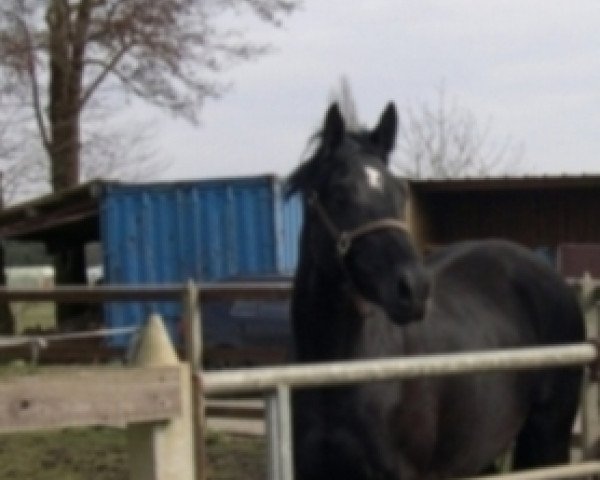 horse Donnadejavue (Oldenburg, 2009, from Canaster I)