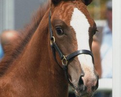 broodmare Lámirage (Oldenburg show jumper, 2009, from L'Ami)