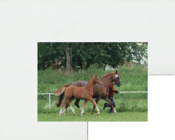 Springpferd Captain Chap (Deutsches Sportpferd, 2011, von Chap 47)