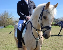 Springpferd Fury In Gold (Deutsches Reitpony, 2016, von Fiorano)