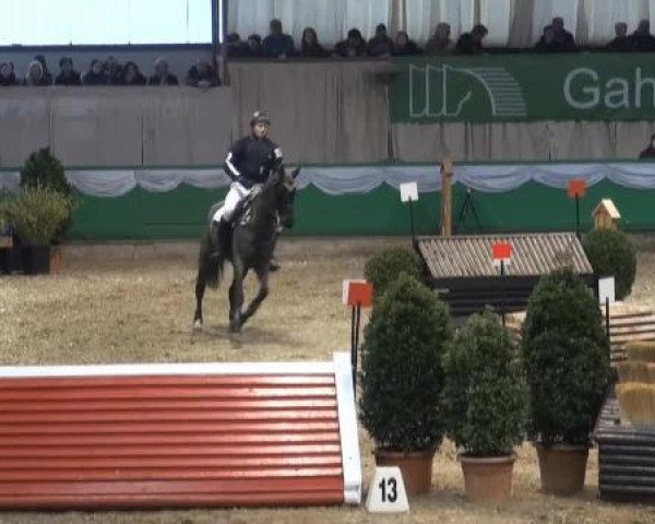 jumper Herr Poitzmann (Holsteiner, 2002, from Heraldik xx)