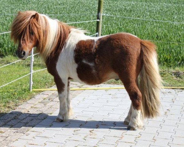 stallion ML's Apache (Shetland pony (under 87 cm), 1990, from Allright van Spuitjesdom)