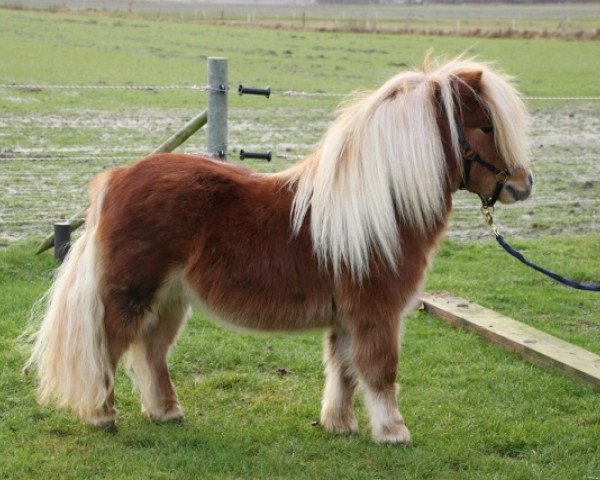 Pferd Seedeichs Alex (Shetland Pony (unter 87 cm), 2010, von ML's Apache)