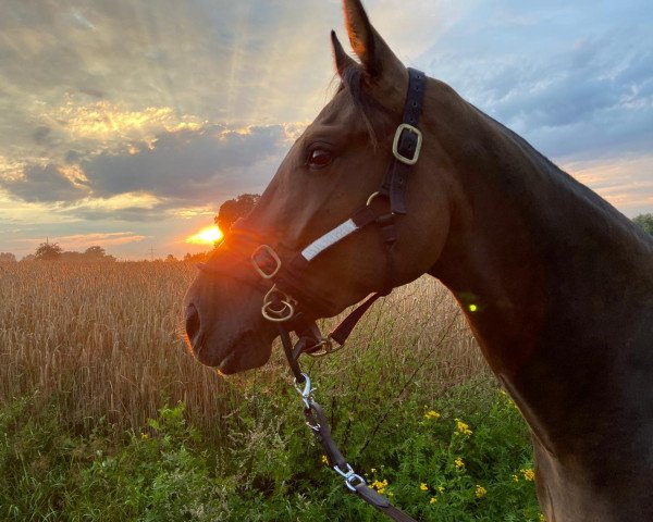 horse Kleine Prinzessin (Oldenburg show jumper, 2018, from Karajan)