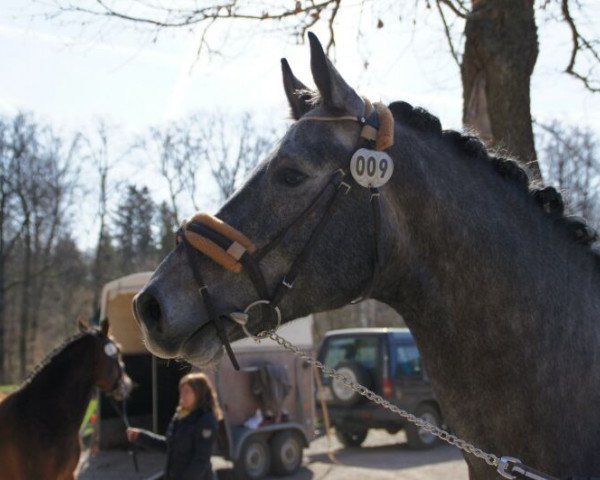 horse Birkenhof's Carlos D (Württemberger, 2009, from Chucas)