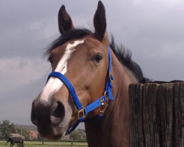 broodmare Look At Me M 2 (Rhinelander, 2007, from Vulkano FRH)