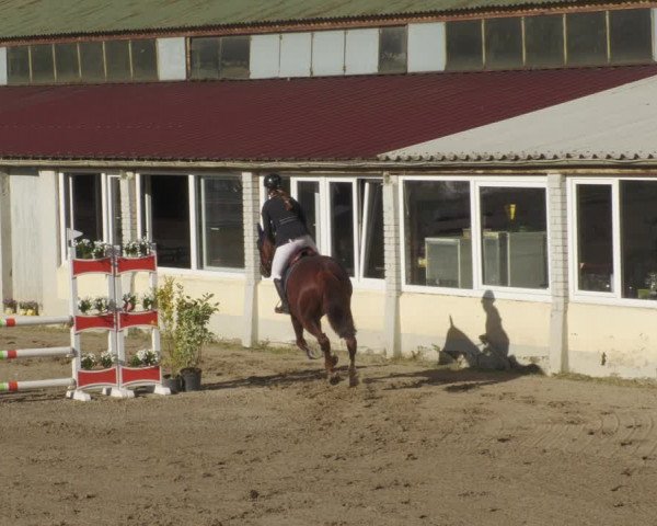 Reitturnier Billigheim 2022