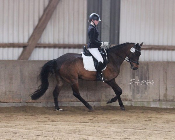 dressage horse Bruce Springsteen (German Riding Pony, 2013, from Bon Jovi)