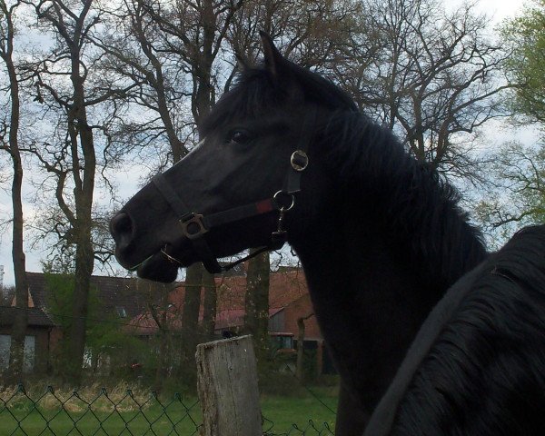 horse Evening Sky (German Riding Pony, 2005, from Namajan)