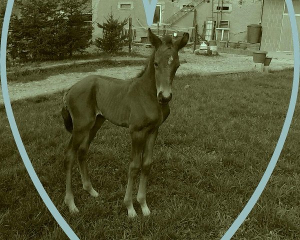 jumper Chupa Chups S (German Sport Horse, 2010, from Chap 47)