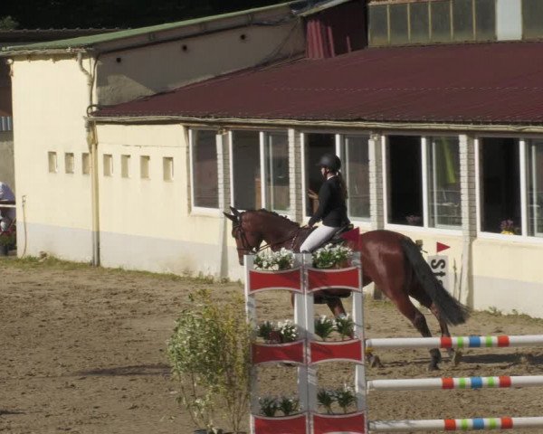 Reitturnier Billigheim 2022