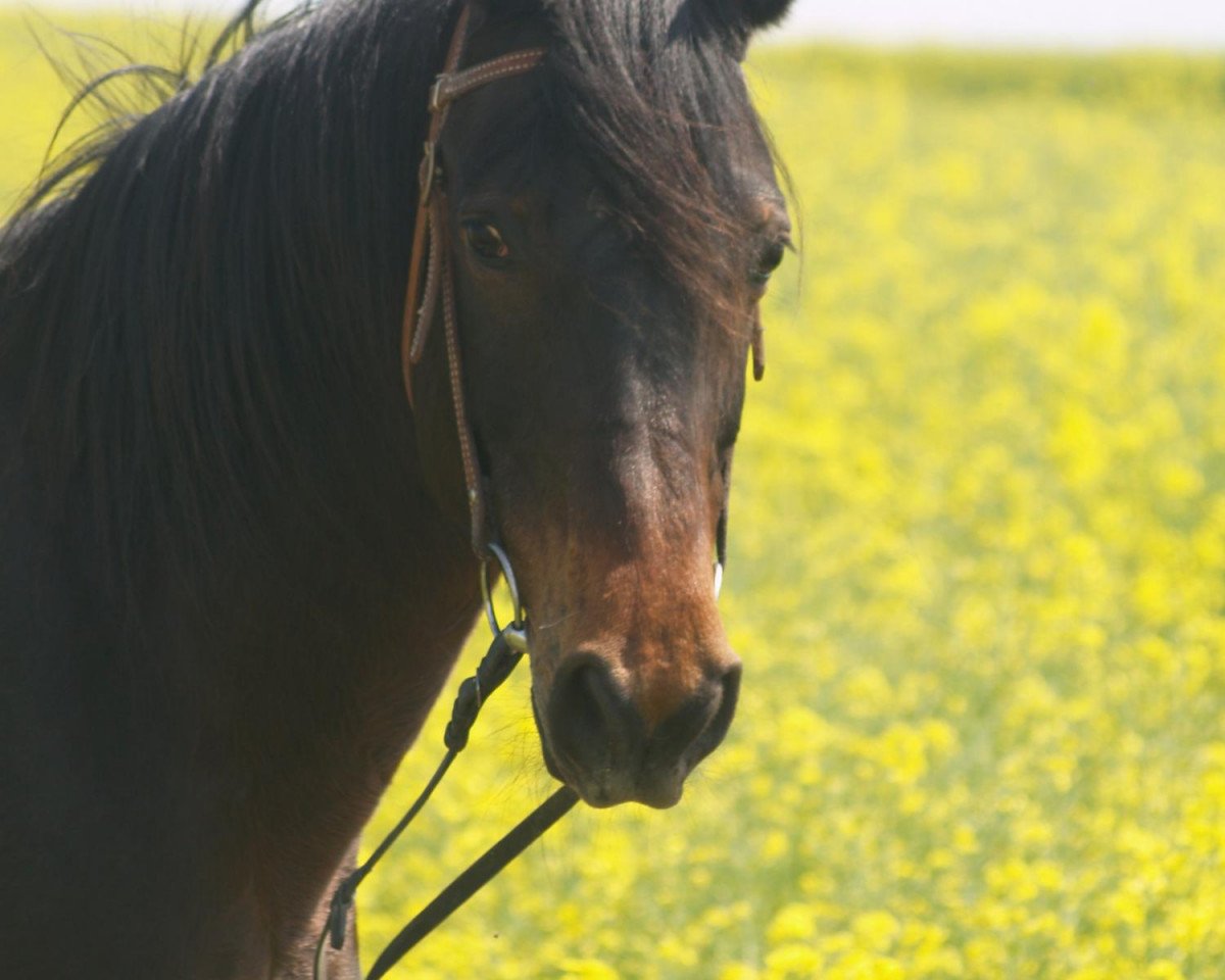 horse Anuschka (German Warmblood, 1993, from El-Asaran ox)