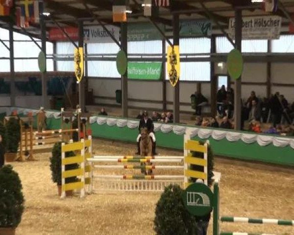 Springpferd Catex 2 (Holsteiner, 2007, von Catoki)