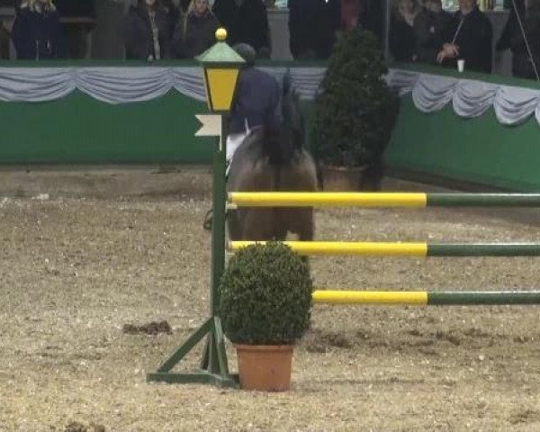 jumper Emanuel (Hanoverian, 2001, from Escudo I)