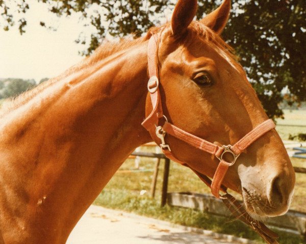 horse Maiko (Württemberger, 1981, from Maifürst)