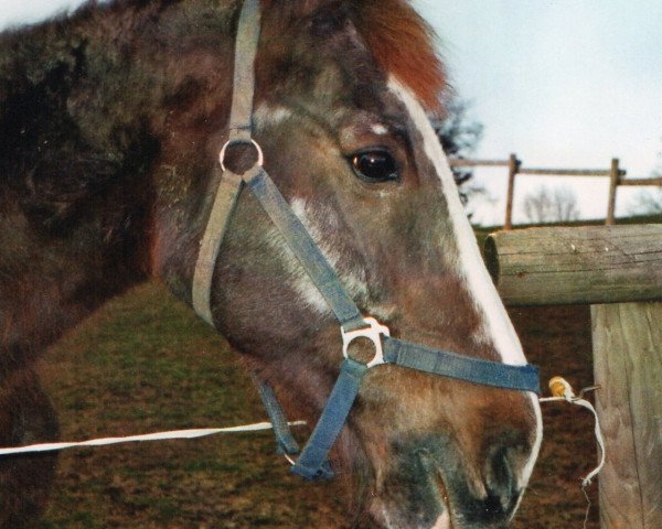 horse Piccola (Württemberger, 1975, from Perserfuerst II)