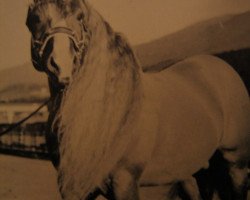 stallion liz 252/233 Hafling (Haflinger, 1897, from 249 Folie)